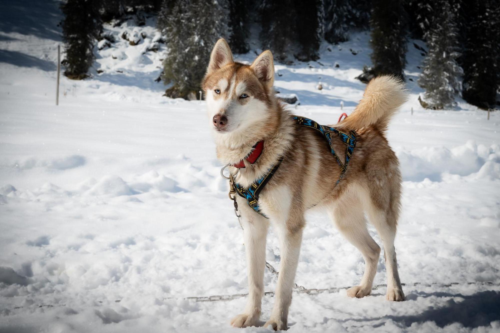 Huettenhotel Husky Lodge Muotathal Bagian luar foto