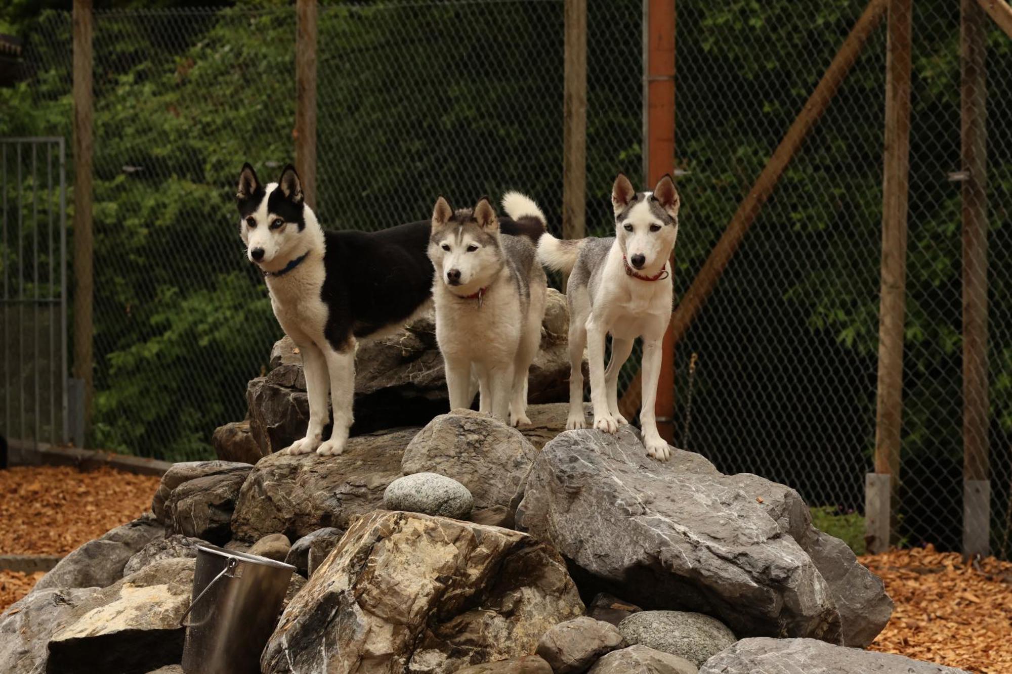 Huettenhotel Husky Lodge Muotathal Bagian luar foto